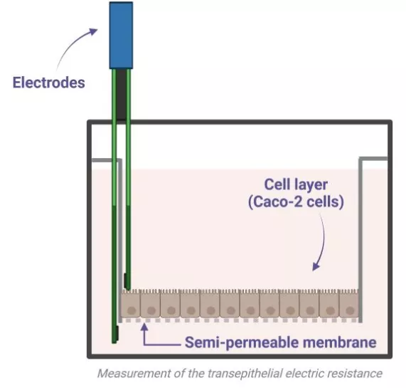 Scheme explaining the mechanism of the transepithelial electric resistance (TEER) measurement