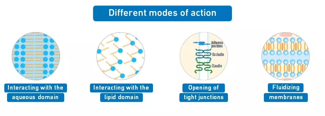 mechanisms of action of skin permeation enhancers